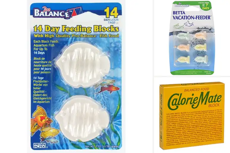 Detailed view of Best Balanced Food Blocks: Top 10 Picks for Easy Nutrition
